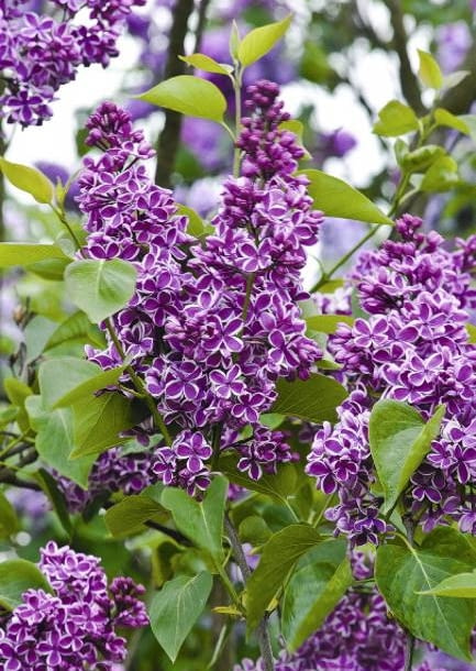 Lilak pospolity 'Sensation' ceniony ze względu na oryginalne kwiaty. Dorasta do 3-4 m. Wymaga troskliwej pielęgnacji, kwiaty różowo-fioletowe