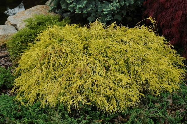 Cyprysik groszkowy (Chamaecyparis Pisifera 'Sungold'). Iglaki, krzewy iglaste