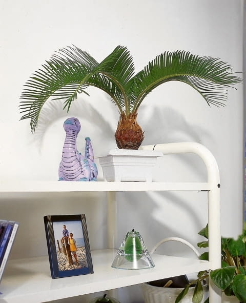 Encyklopedia roślin: Sagowiec odwiniety  Cycas revoluta   Palma paproci