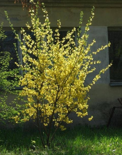 Encyklopedia roślin: