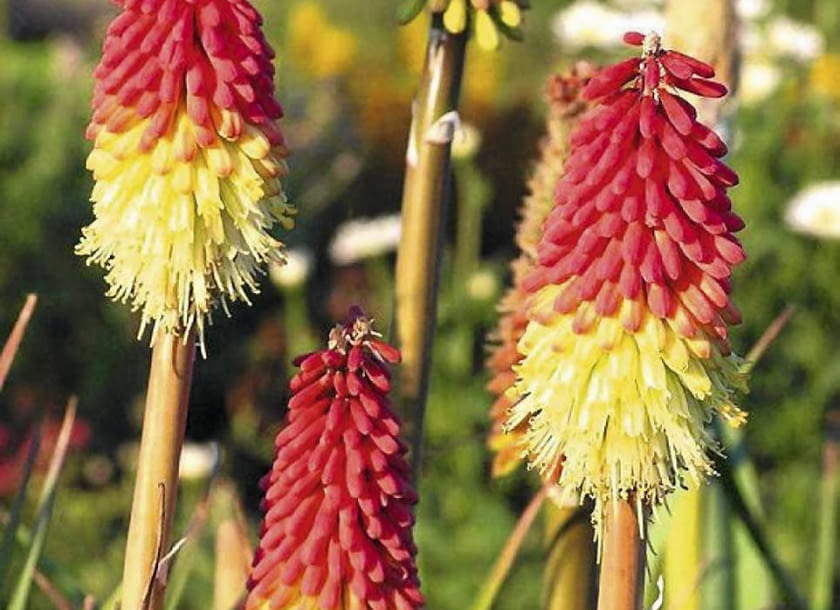 Trytoma groniasta (Kniphofia uvaria) ONE TIME USE ONLY DO JEDNORAZOWEGO UZYCIA ROSLINY KWIATY TRYTOMA GRONIASTA KNIPHOFIA UVARIA ' NOBILIS ' FOT. SZKOLKA DOBRE POLE PUBLIKACJA OGRODY NR 7 (99) - 7 2007 SLOWA KLUCZOWE: ROSLINY KWIATY