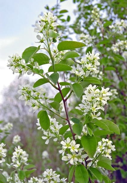 Swidosliwa  Amelanchier Encyklopedia roślin: Swidosliwa  Amelanchier