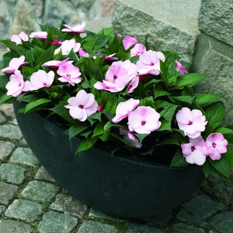 Niecierpek (Impatiens)