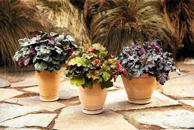 Encyklopedia roślin: