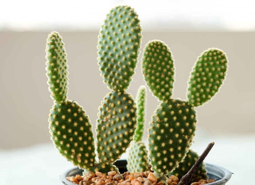 Opuntia microdasys Opuntia microdasys