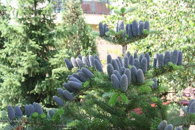 ROSLINA DRZEWO JODLA KOREANSKA ABIES KOREANA SZYSZKI FOT. MALGORZATA DYRSKA PUBLIKACJA KWIETNIK NR 1 (157) - 1 2008