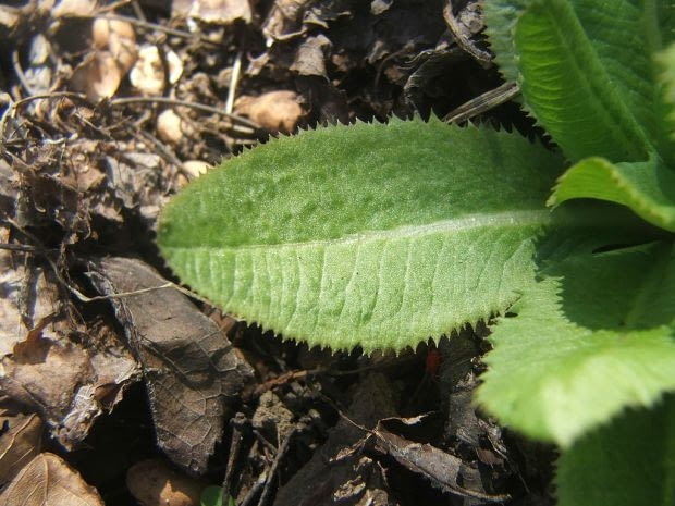 Encyklopedia roślin: Pierwiosnek zabkowany Primula denticulata