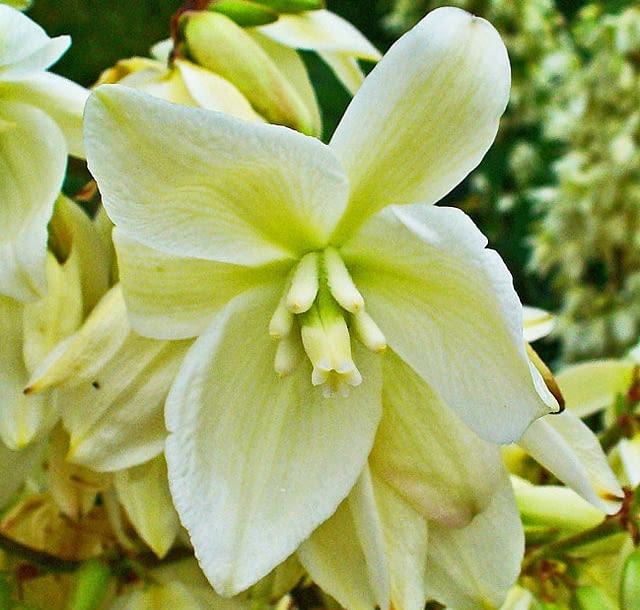 Encyklopedia roślin: Juka karolinska