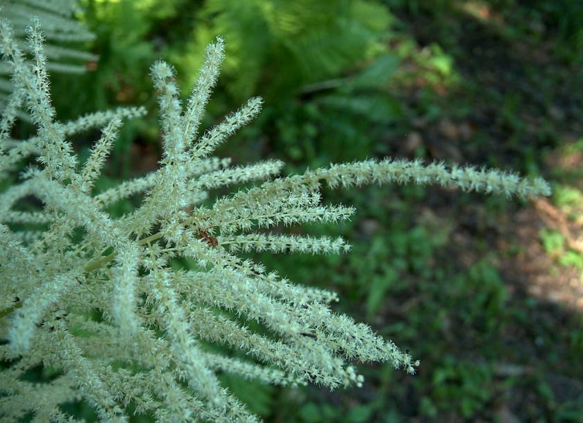 Encyklopedia roślin: Aruncus dioicus