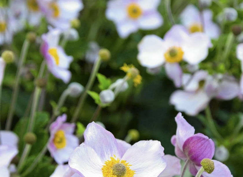 Zawilec japoński (Anemone hupehensis)