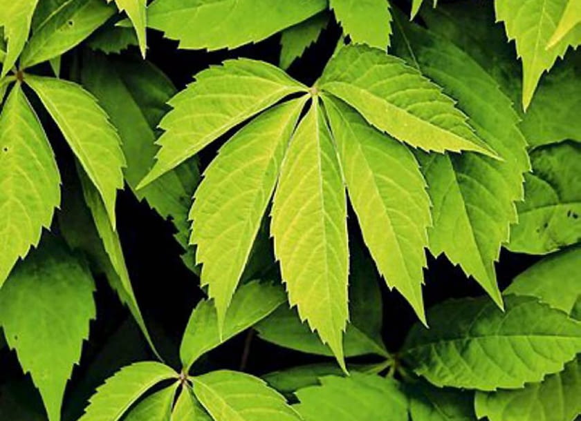 Winobluszcz pięciolistkowy