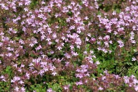 macierzanka wczesna (Thymus praecox) 14.06.2005 WARSZAWA OGROD SGGW - LETNIE PRACE OGRODOWE ROSLINY OGRODNICTWO