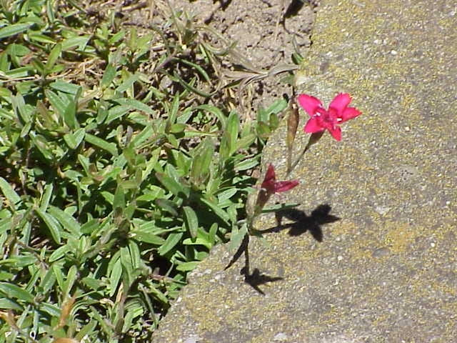Encyklopedia roślin: Gozdzik kropkowany  Dianthus deltoides