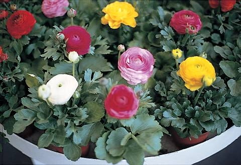 Jaskier azjatycki. Wysokie odmiany jaskrów (ok. 40 cm) są wykorzystywane w bukietach.