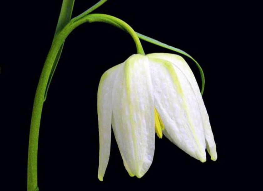 Szachownica kostkowata (Fritillaria meleagris) 'ALBA'. Kwiaty cebulowe