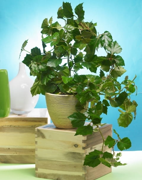 Cissus rombolistny Encyklopedia roślin: Cissus rombolistny