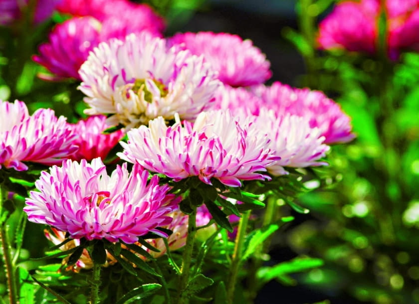 Odmiana peoniowa 'Princess Pink'