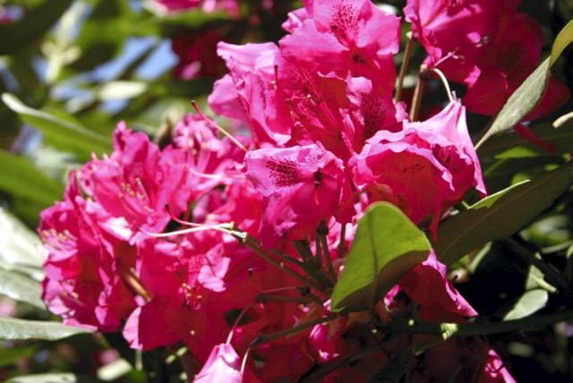 Rozanecznik Nova zembla Encyklopedia roślin: Rozanecznik Nova zembla