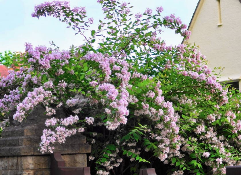 PĘDY W OKRESIE KWITNIENIA stają się ciężkie i przewieszają się łukowato, przez co roślina staje się jeszcze bardziej okazała.