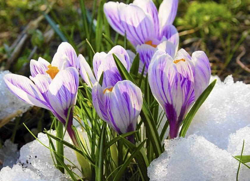 Kwiaty cebulowe. Krokusy zakwitają z pierwszym tchnieniem wiosny