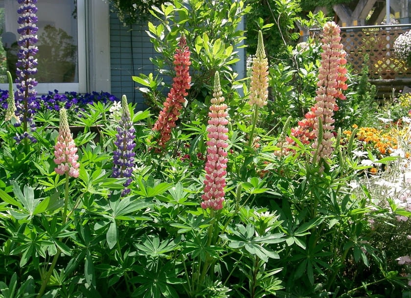 Encyklopedia roślin: Lubin trwaly