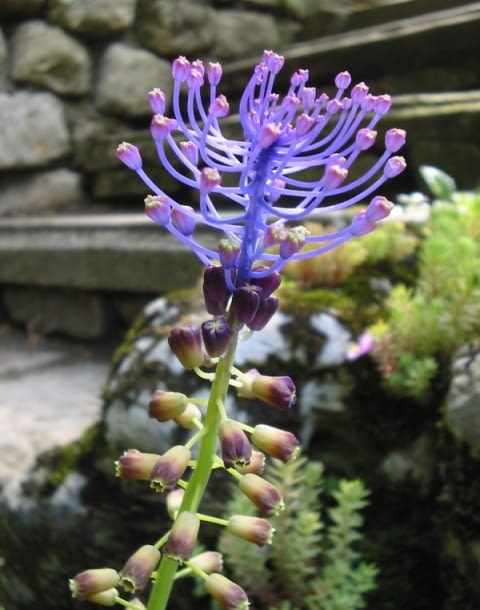 Encyklopedia roślin: Szafirek miekkolistny  Muscari comosum