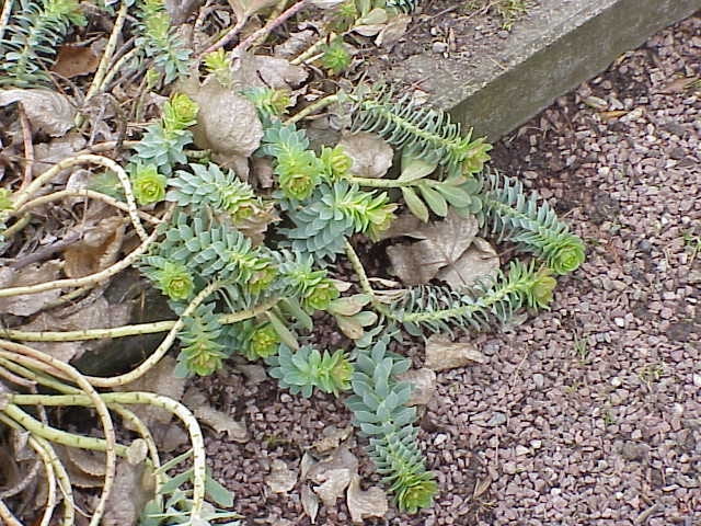 Encyklopedia roślin: Wilczomlecz mirtowaty