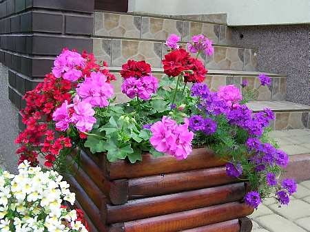 Pelargonie wyjątkowo ładnie komponują się z kwiatami o kontrastowych barwach.