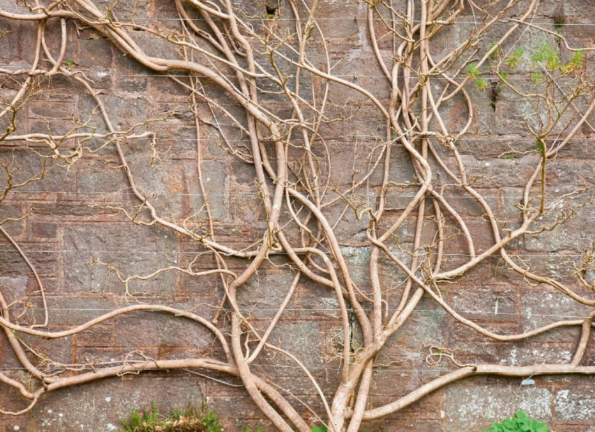 Mało kwiatów wydają okazy, które nie są odpowiednio przycinane, lub są nadmiernie nawożone azotem.