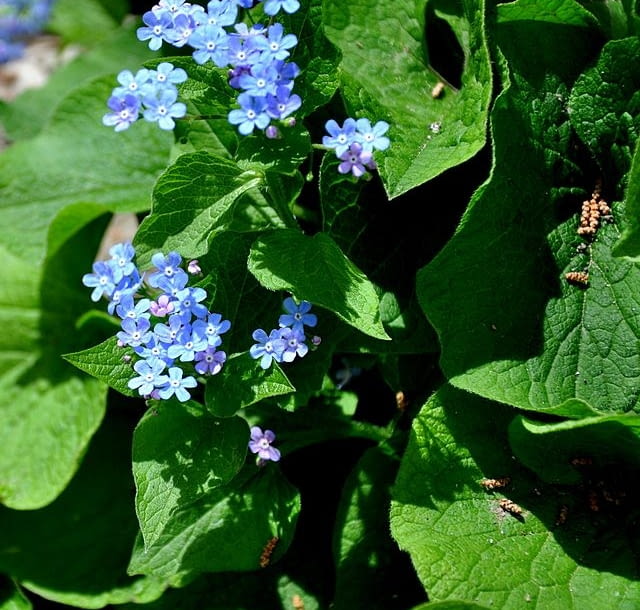 Encyklopedia roślin: Brunnera macrophhylla