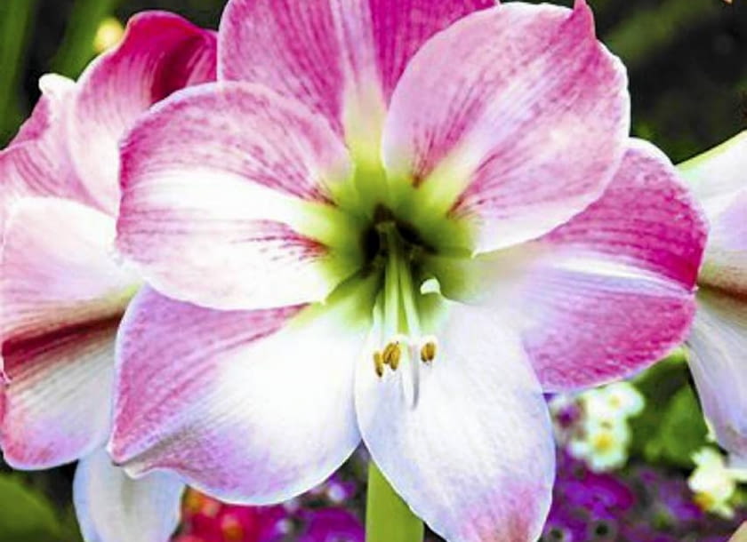 Hipeastrum 'Flower Record'
