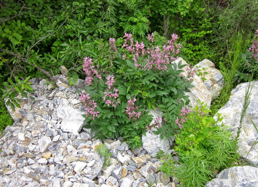 Encyklopedia roślin: Dictamnus albus