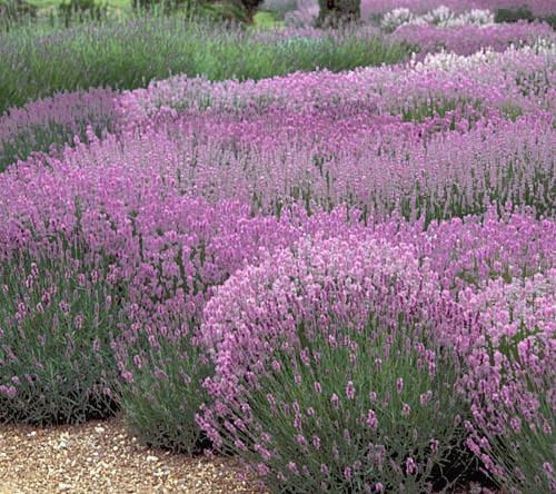 Lawenda wąskolistna różowa