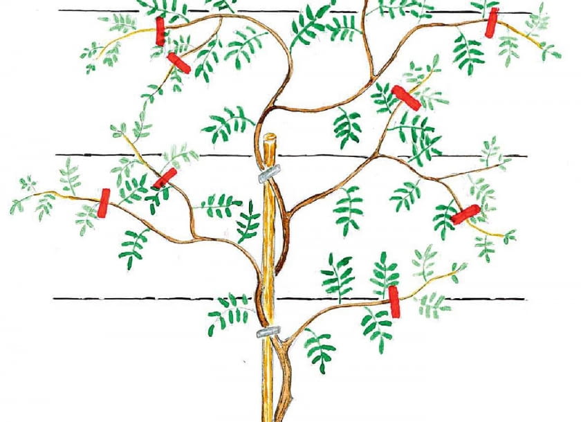Roślinie zostawiamy kilka długich pędów. Ich boczne rozgałęzienia skracamy nad 4. liściem.