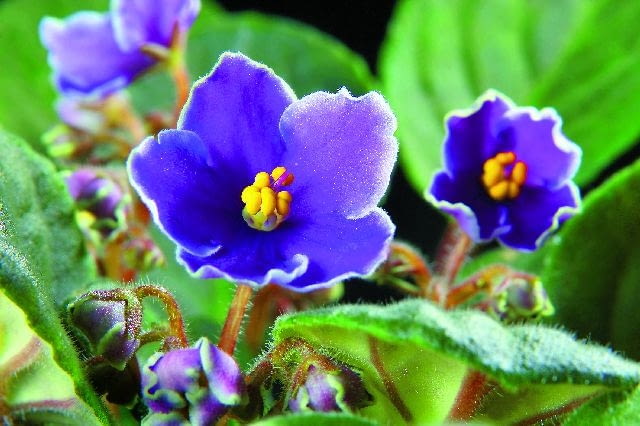 Fiołek afrykański (Saintpaulia ionantha) 'Bright eyes'. Ma niebieskie kwiaty