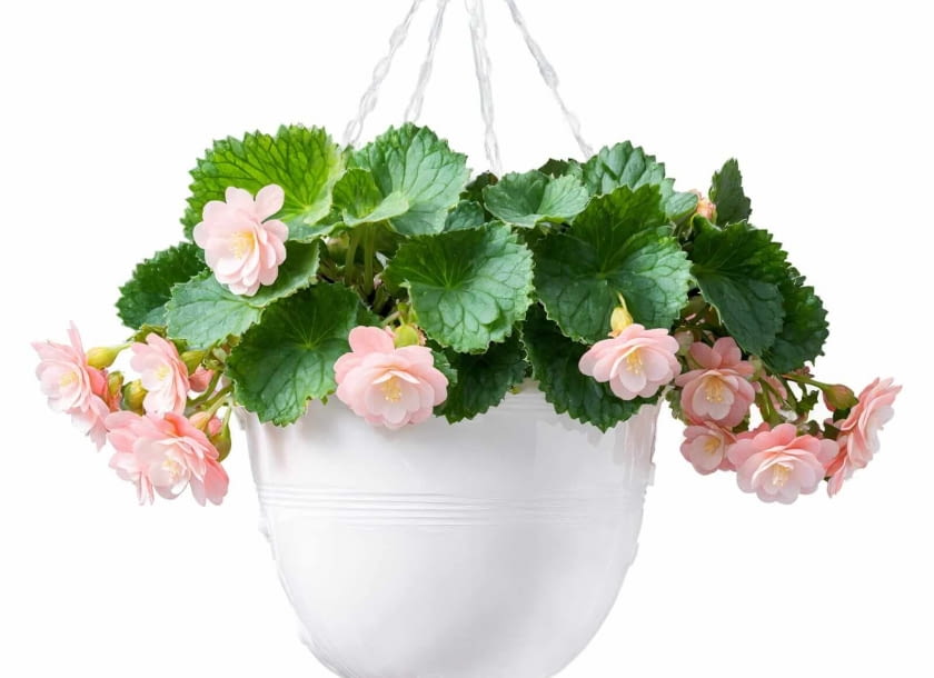 begonia zwisająca begonia zwisająca