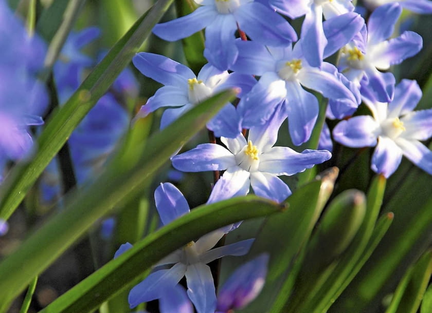 Śnieżnik Forbesa (Chionodoxa forbesii)