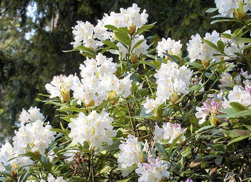 ROZANECZNIK ' CUNNINGHAM'S WHITE ' ( RHODODENDRON ) - KRZEW ZIMOZIELONY , KWIATY FOT. PIOTR BANASZCZAK PUBLIKACJA OGRODY NR 8 (148) - 8 2011 SLOWA KLUCZOWE: ROSLINA KRZEW KWIAT ZDJĘCIE DO WKŁADKI: PUBLIKACJA OGRODY NR 8 (148) - CZASOPISMA