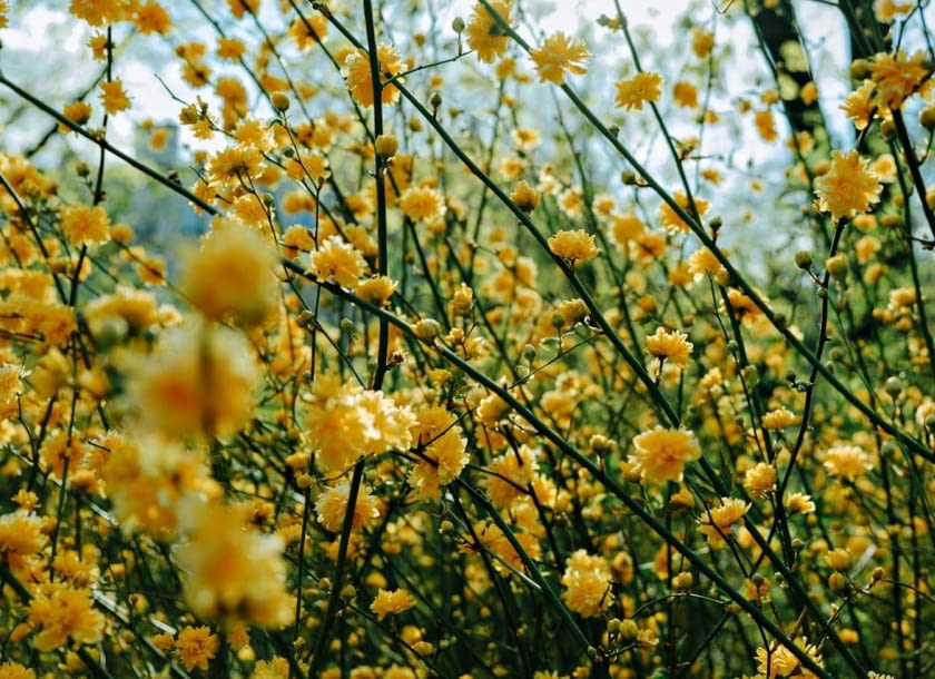 złotlin japoński złotlin japoński