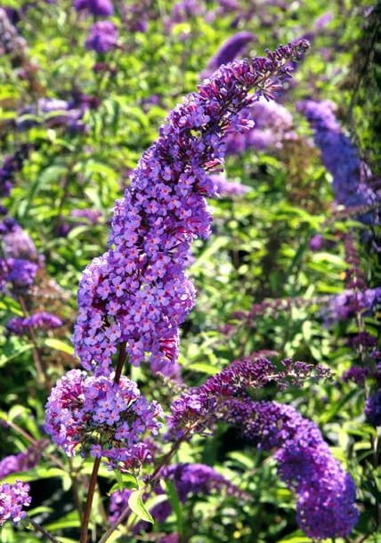 21.08.2009 KONSKOWOLA SZKOLKA OGRODNICZA JULIAN I GRZEGORZ KUROWSCY , KUROWSKI DLA MIESIECZNIKA OGRODY