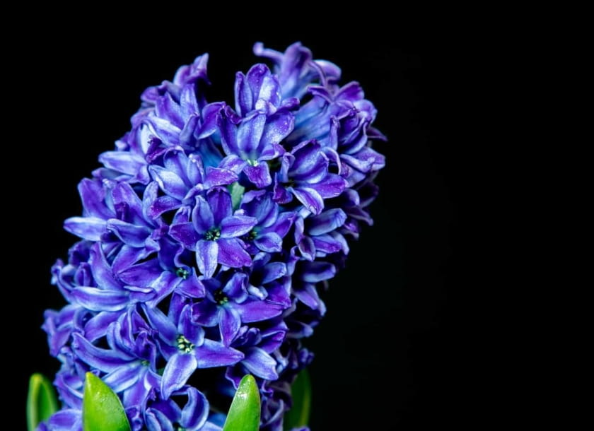 hiacynt kalifiornijski hiacynt