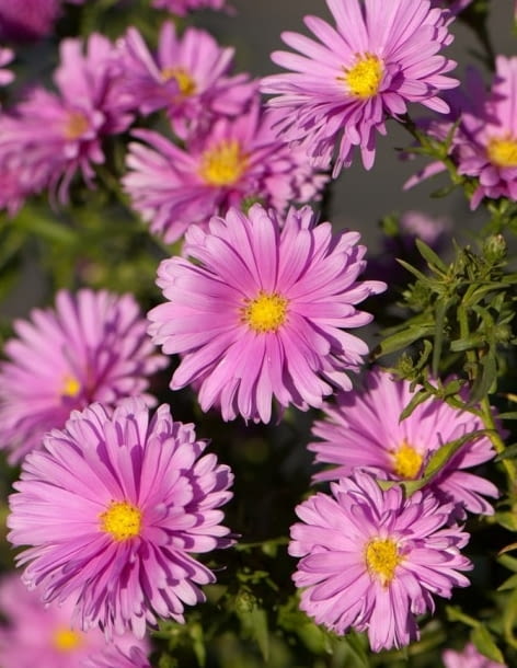 Encyklopedia roślin: Aster nowobelgijski  Patricia Ballard