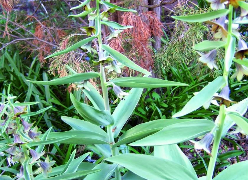 Szachownica bucharska (F. bucharica) osiąga wysokość 30 cm.