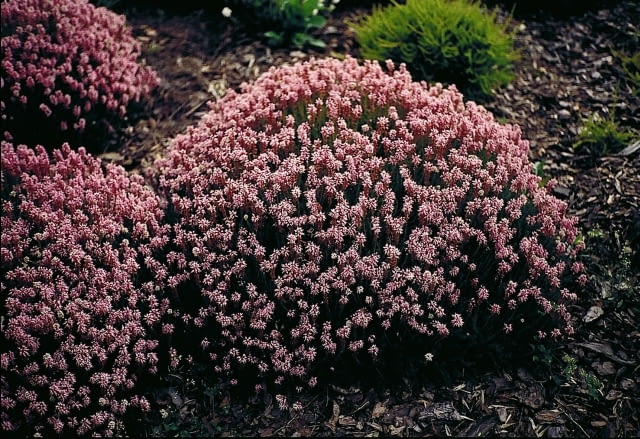 Encyklopedia roślin: Brukentalia ostrolistna  Bruckenthalia spiculifoli