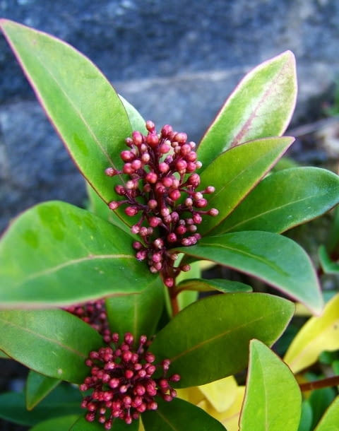 Encyklopedia roślin: Skimia japonska  Skimmia japonica