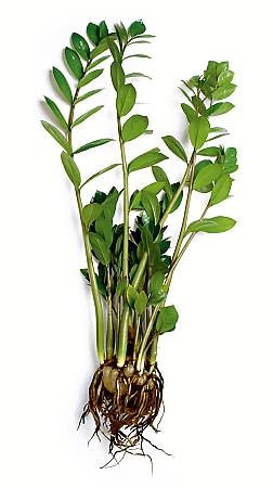 15.09.03 WARSZAWA ROSLINY DONICZKOWE ZAMIOCULCAS ZAMIOKULKAS CZESC PODZIEMNA NADZIEMNA PEDY LISCIE KORZENIE BULWY KLACZA FOT. PAWEL SLOMCZYNSKI AGENCJA GAZETA