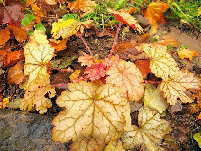 Encyklopedia roślin: 