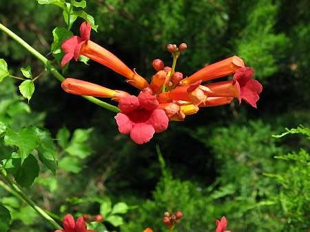 Milin Amerykański (<I>Campsis radicans</i>) 25.06.2003 FRANCJA NICEA NICE PARK PHOENIX OGROD BOTANICZNY PNACZA KWIATY MILIN CAMPSIS X TAGLIABUANA