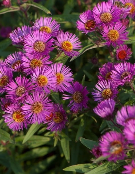 Aster nowoangielski Andenken an Paul Gerber Encyklopedia roślin: Aster nowoangielski Andenken an Paul Gerber