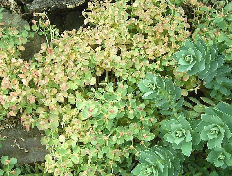 Encyklopedia roślin: Wilczomlecz mirtowaty